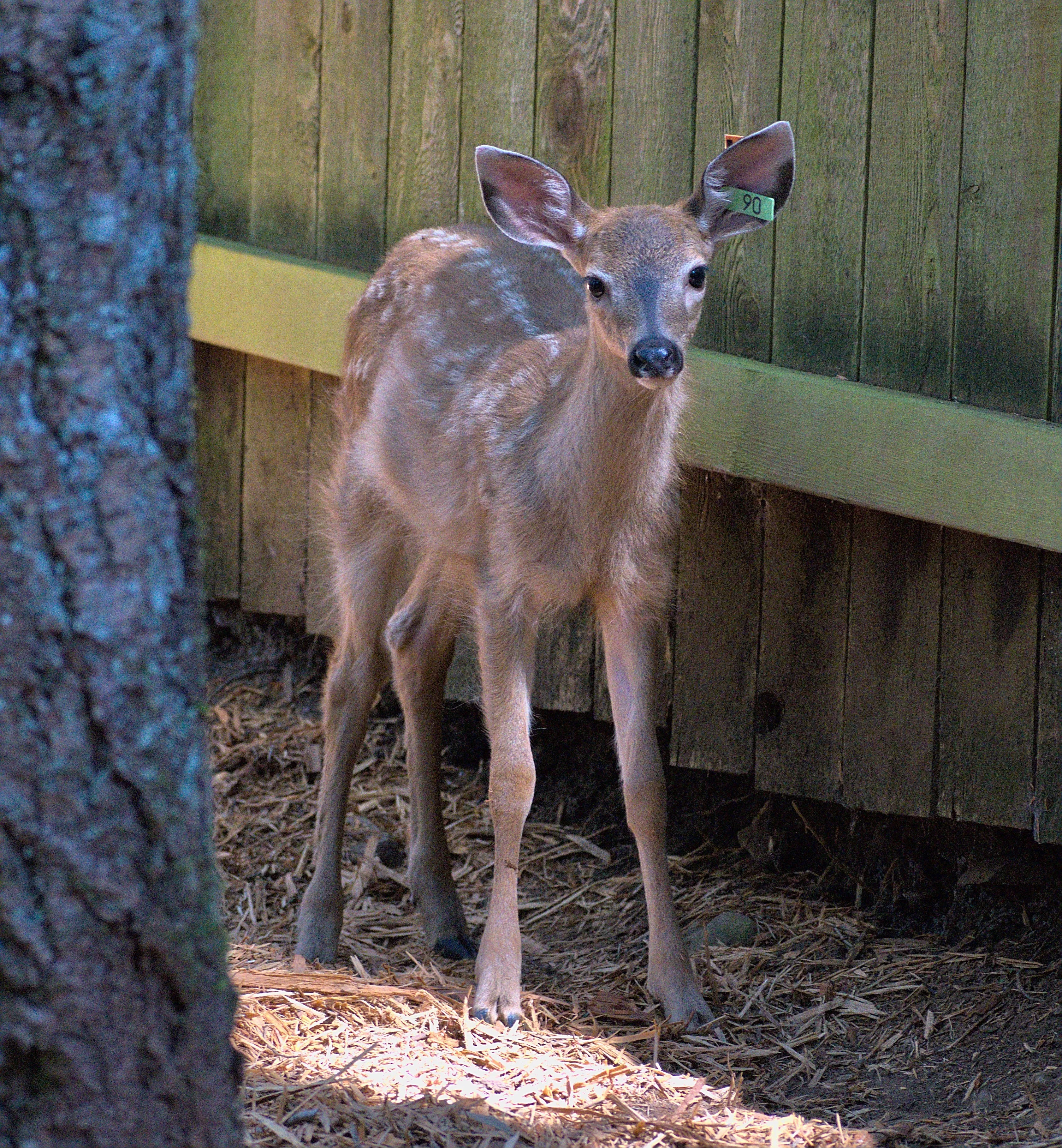 Deer Pen - Wild ARC