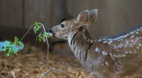 Deer Pen - Wild ARC